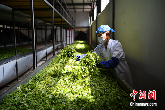 圖為6月30日，普洱市一家茶廠的工人正在處理普洱茶鮮葉。  <a  href='/'>中新社</a >記者 劉冉陽 攝