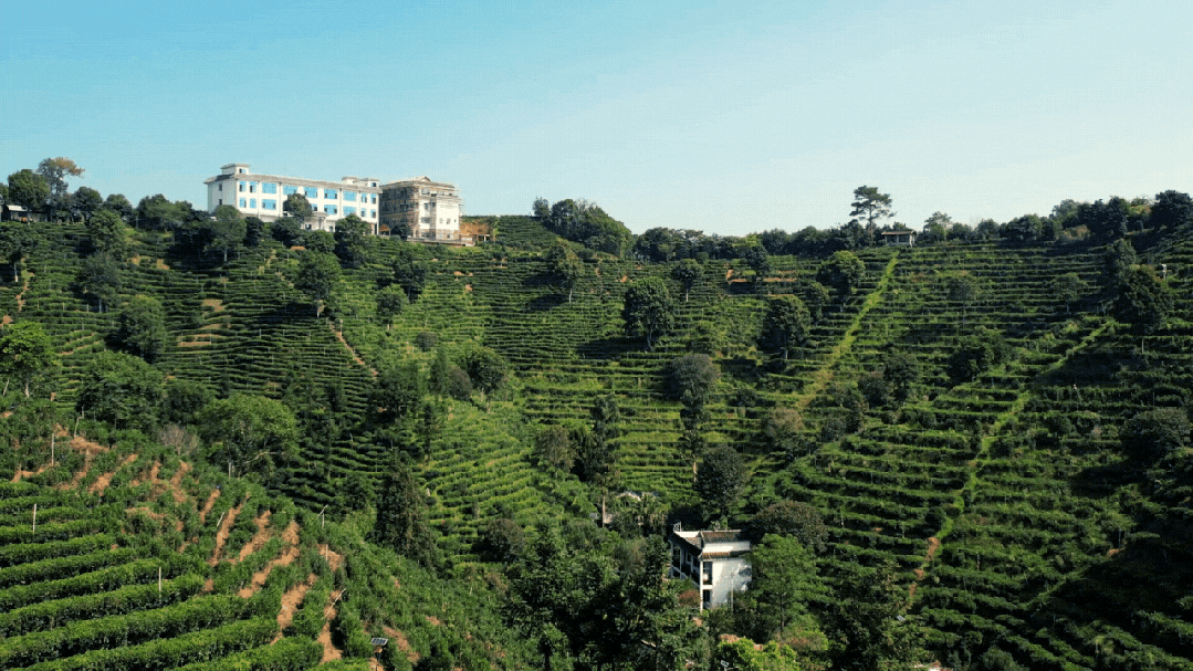 六堡鎮(zhèn)茶山。蒼梧縣融媒體中心供圖