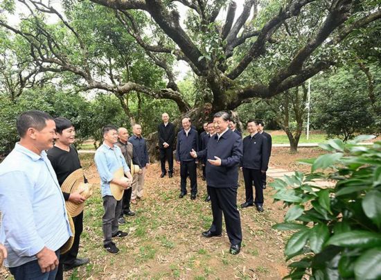 2023年4月11日，習近平總書記在廣東茂名高州市根子鎮柏橋村荔枝種植園，同現場技術人員親切交流。