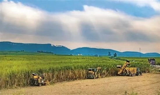 廣西來賓市興賓區鳳凰鎮黃安村“雙高”糖料蔗基地里，收割機手正在機械化砍收糖蔗。