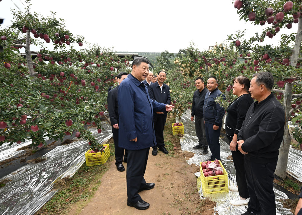 2024年9月11日，習(xí)近平在甘肅省天水市麥積區(qū)南山花牛蘋果基地考察時，走進(jìn)果林了解相關(guān)種植、技術(shù)和管理情況。習(xí)近平指出：“經(jīng)過70多年培育發(fā)展，花牛蘋果品牌更響亮了。要加強品種保護(hù)和培育，優(yōu)化種植方式，創(chuàng)新營銷模式，把這個特色產(chǎn)業(yè)做得更大，帶動更多群眾增收致富。”