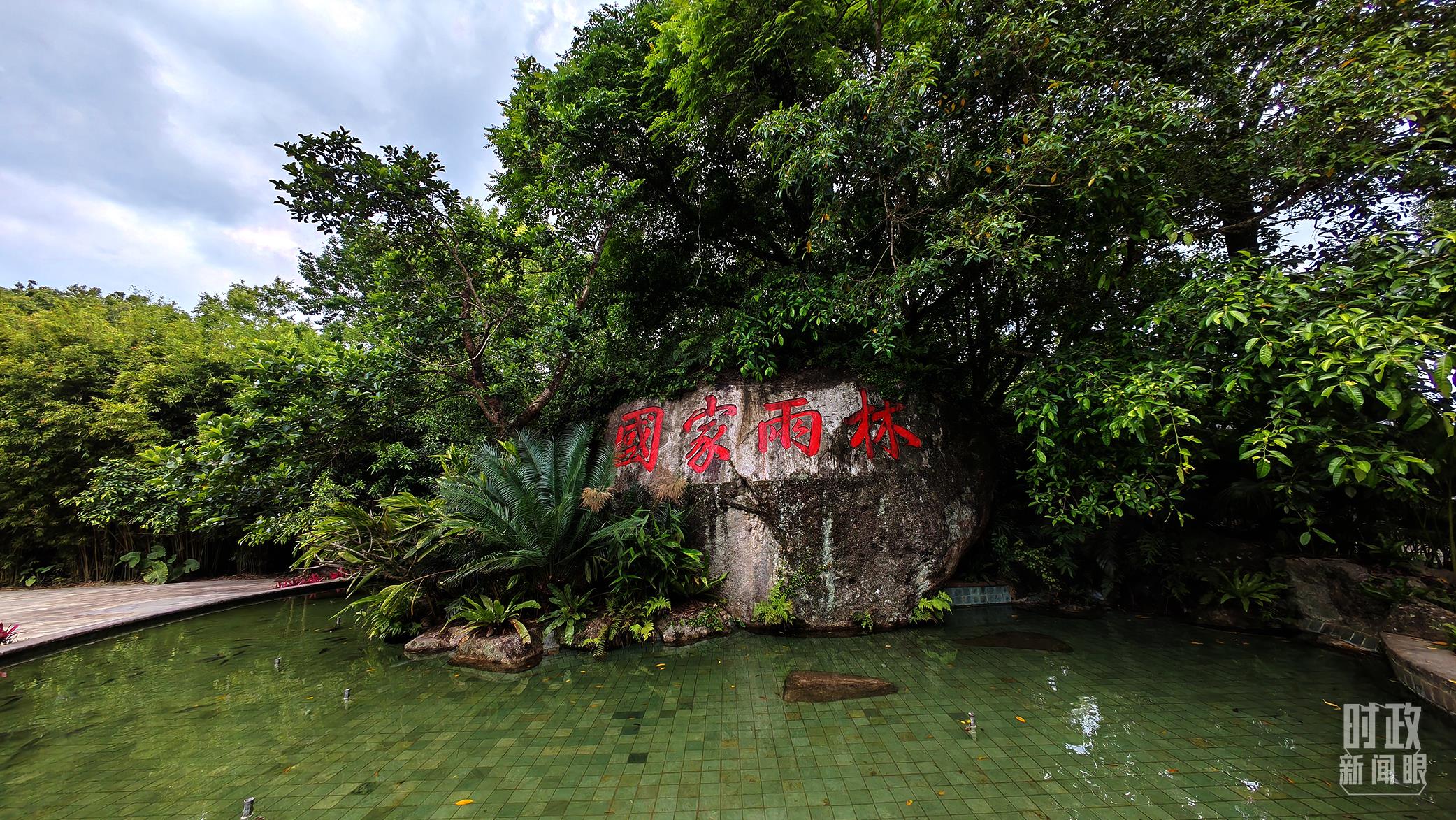 海南熱帶雨林國家公園。（總臺央視記者彭漢明拍攝）